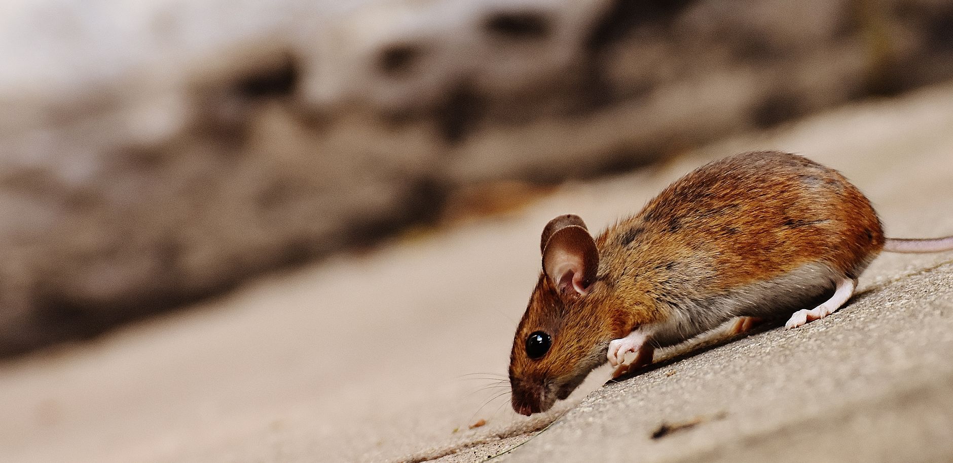 Lutte contre les nuisibles équipe à Saint-Maur-des-Fossés